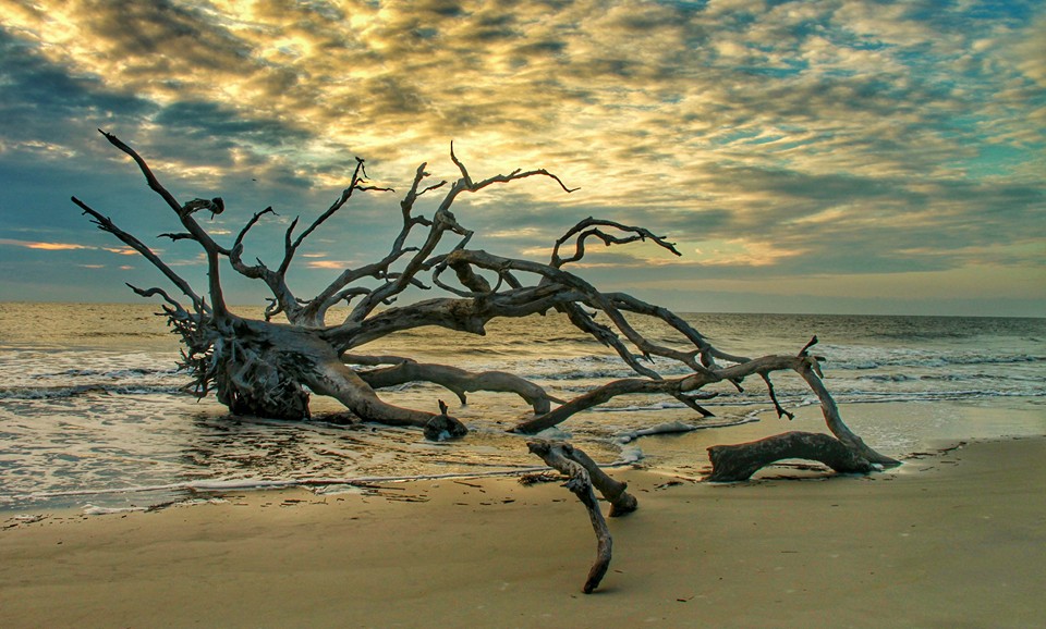Jekyll_C_LisaWestberry