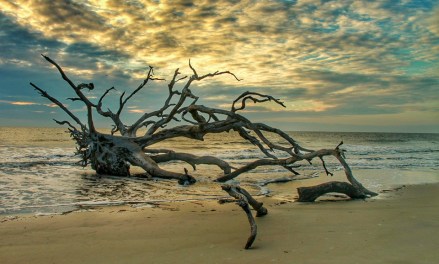 Jekyll_C_LisaWestberry